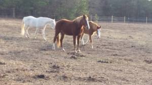 Steel, Pumpkin and Ginger