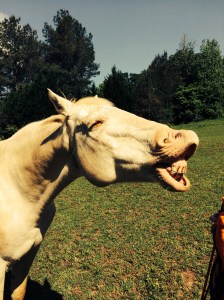 Steel, the Quarterhorse with character