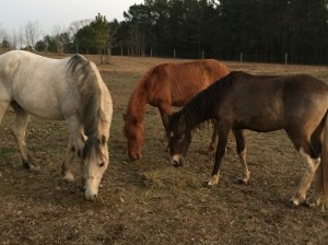 Smokey Jack, Rusty and Silk, the Paso Finos