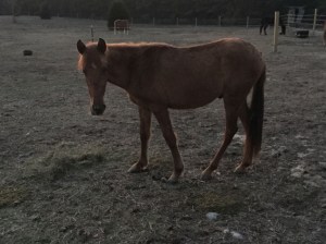 Rusty, the baby Paso Fino