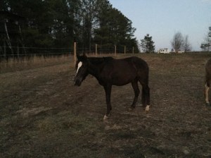 Blackjack, the baby Paso Fino