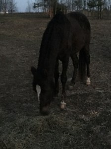 Blackjack, the baby Paso Fino