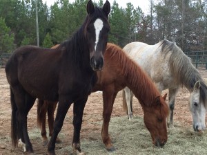 Rusty and Blackjack, the baby Paso Finos, and Smokey Jack