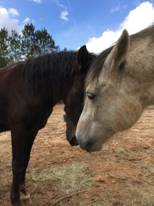 Blackjack and Smokey Jack