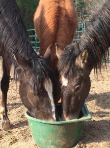 The Paso Fino ponies