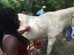 Campers learn about caring for horses and how to ride them