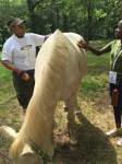Campers learn about caring for horses and how to ride them