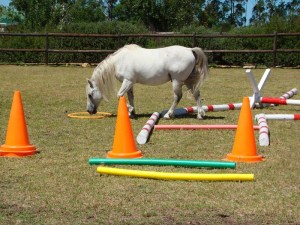 Horse walking near traffic cones, pool noodles and poles.