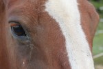 horse eye