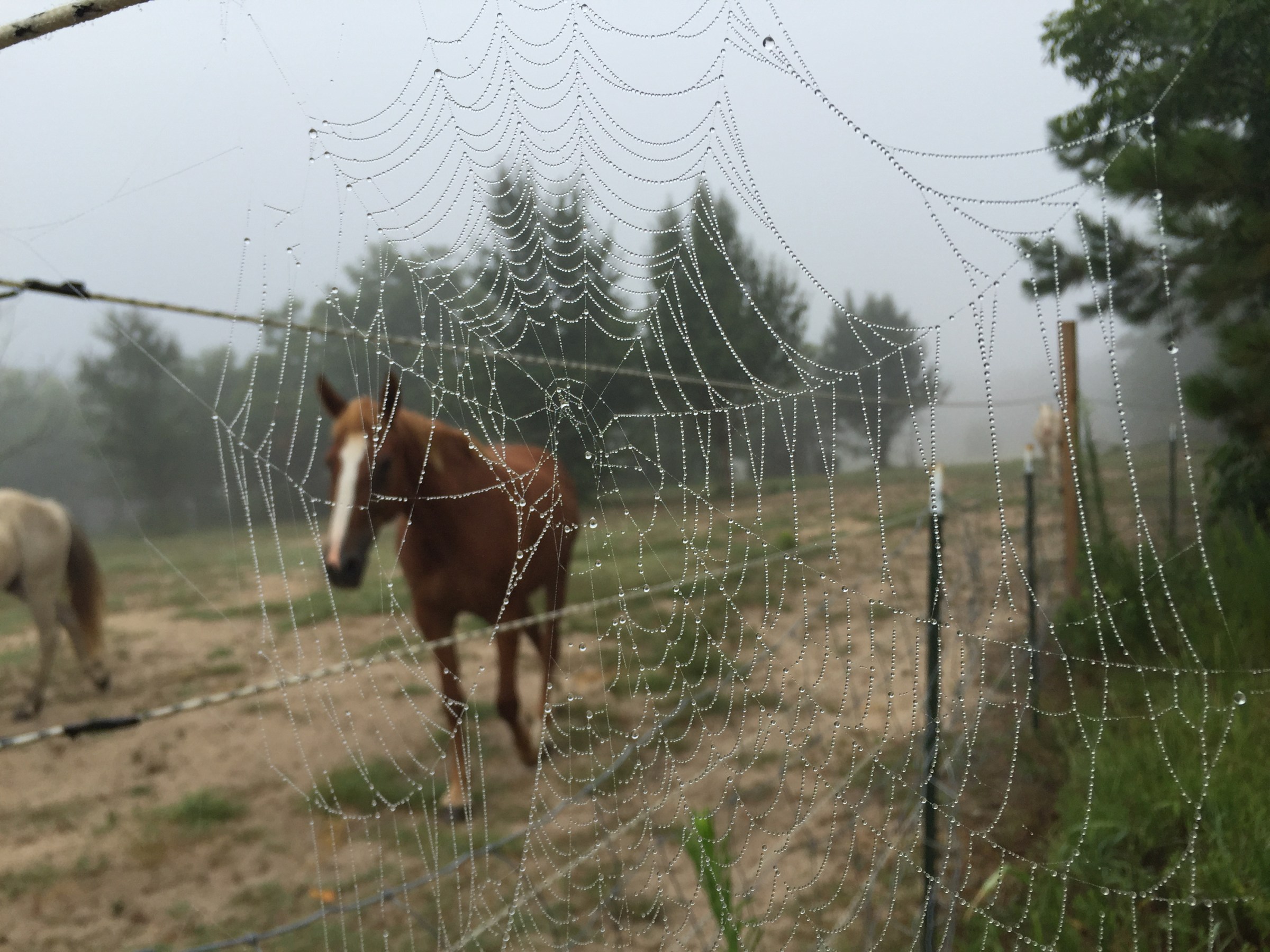spider web and horse