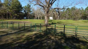 This is what the pasture looked like before the volunteers came out.