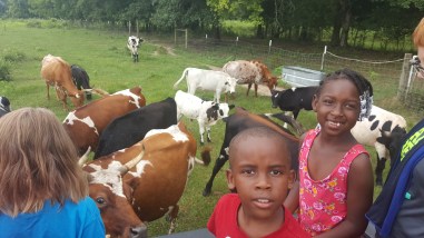 children surrounded by cows