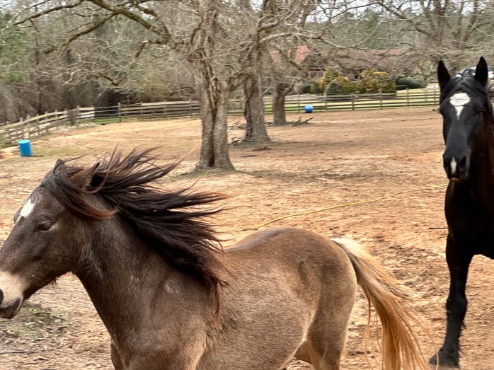 Brown horse running toward the left, with a black horse behind it.