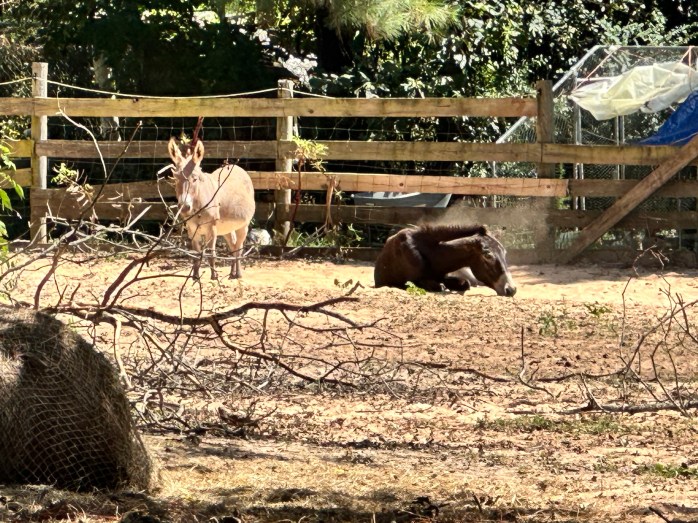Small beige donkey stands to the left of a larger brown donkey that's lying on the ground.