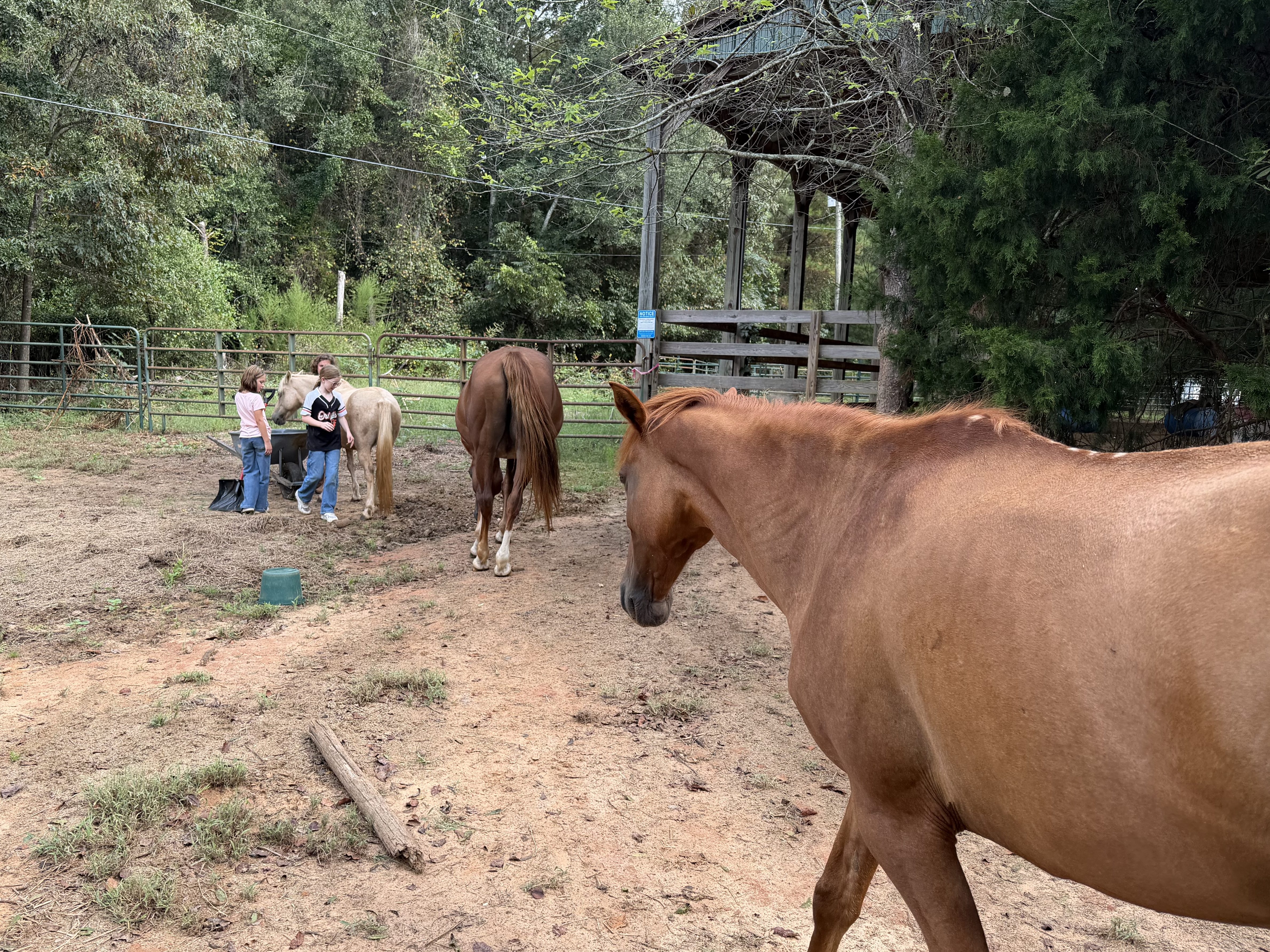Two children interacting with horses in a rural setting, with one horse in the foreground and another horse being approached in the background.