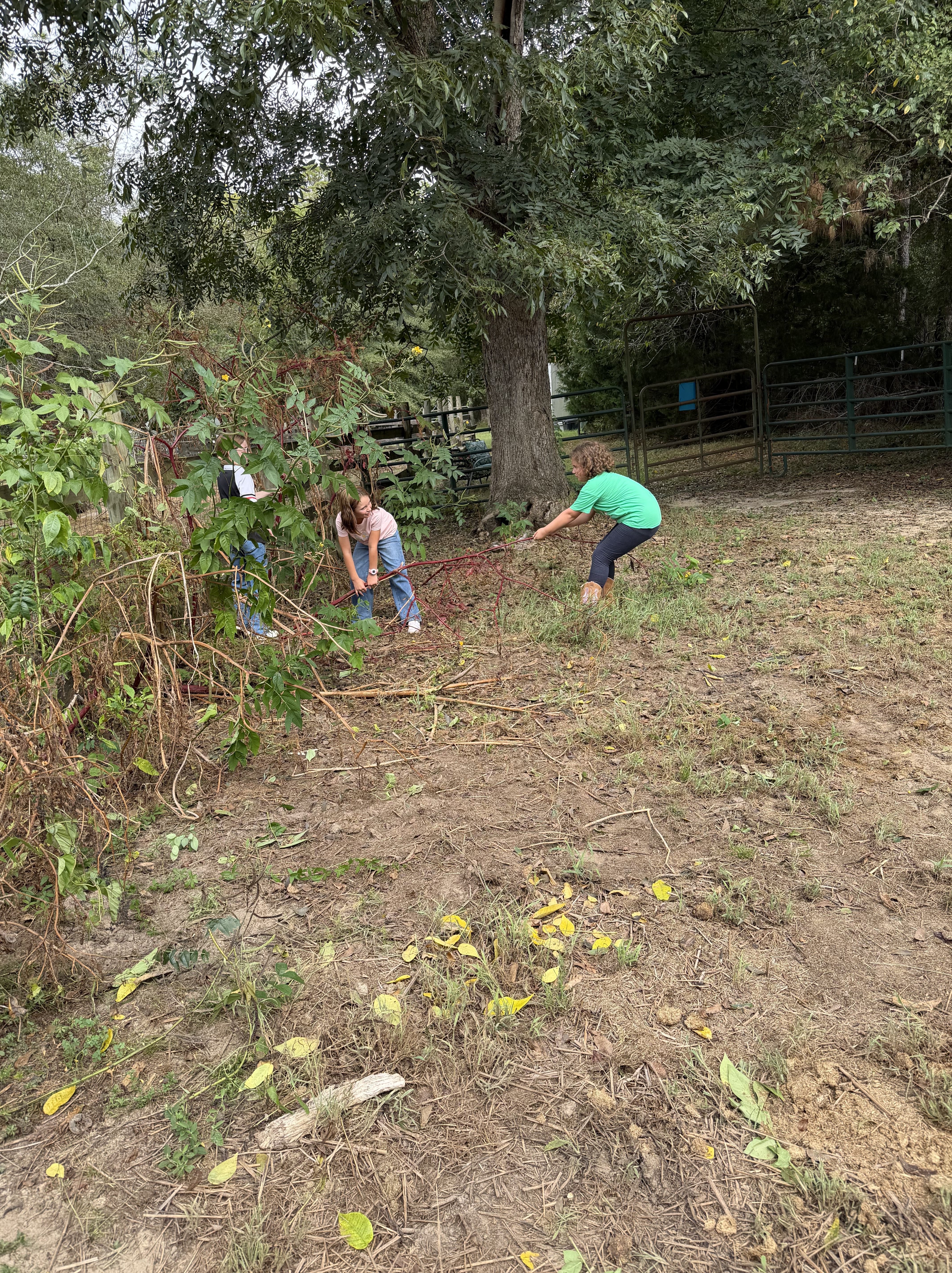 Two people working together to clear a garden area, removing overgrown plants and debris under a large tree.